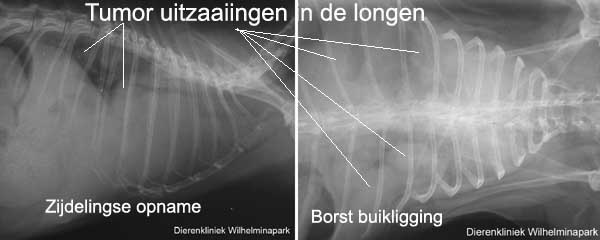 Een baarmoedertumor bij het konijn kan uitzaaiingen in de longen geven